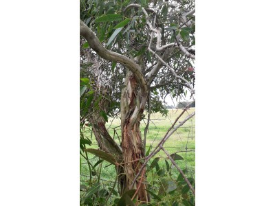 Eucalyptus ovata Eucalyptus ovata